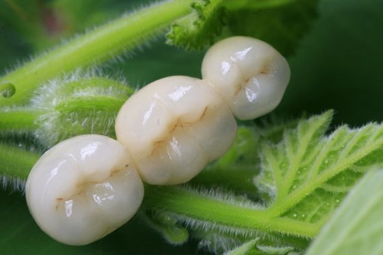 Полностью крона керамического Zirconia зубоврачебная