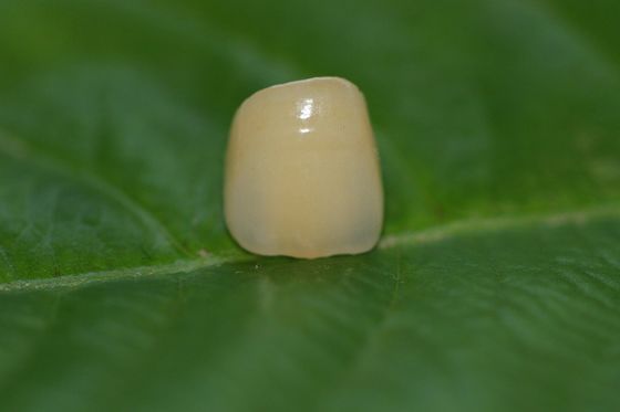 Крона зубоврачебного Zirconia ISO13485 лаборатории дизайна полностью керамического зубоврачебная для Anterior зубов